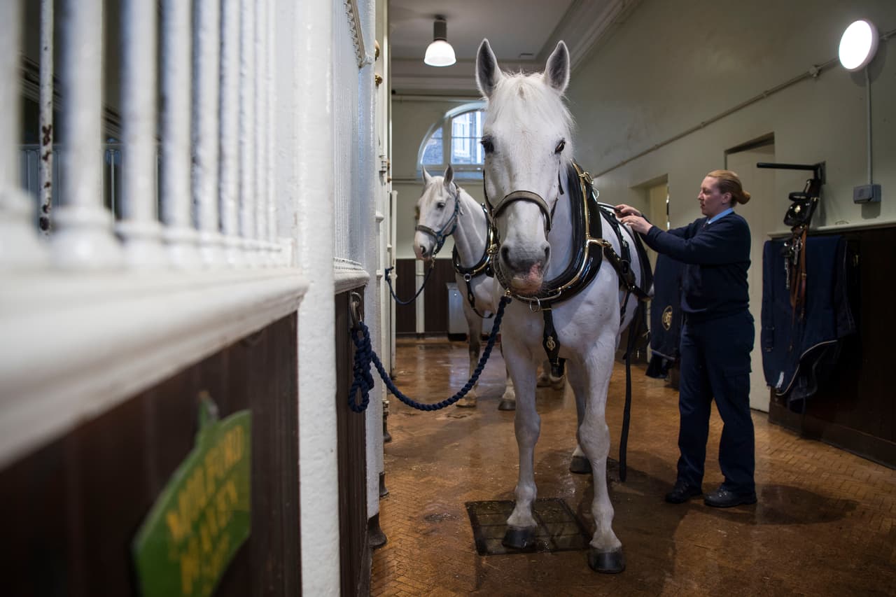 En esta ocasión, los novios decidieron que no habrá más carruajes más allá del que los transportará a ellos, que será tirado por los caballos Storm y Tyron, padre e hijo.