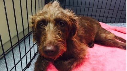 El Centro de Cuidado de Animales Bakersfield necesita mantas para los perros a su cuidado