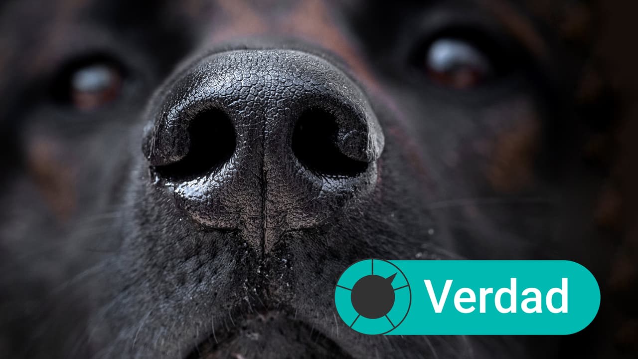 ¿Los perros pueden oler si alguien tiene el coronavirus? Esto es lo que sabemos