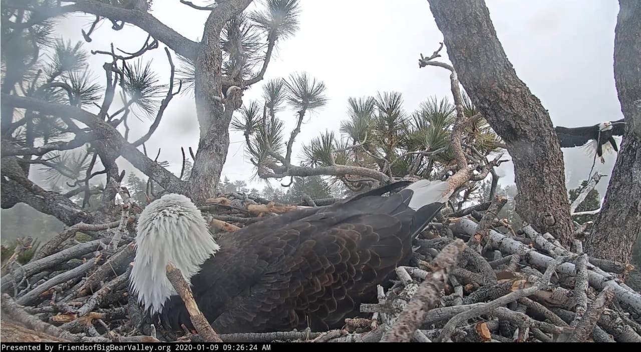 Y mientras Jackie empolla su segundo huevo, Shadow trabaja sin descanso.