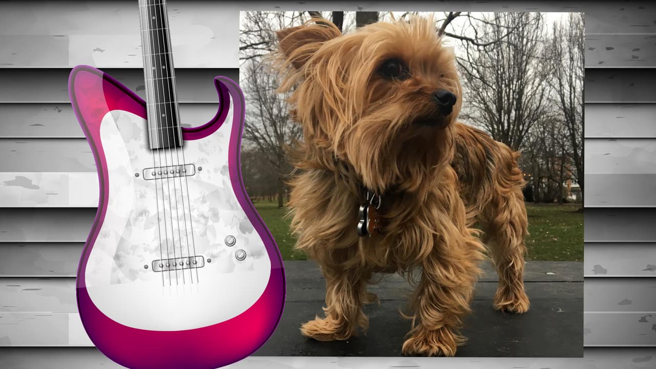 El perrito de Diana Reyes es toda una monería. Este yorkshire terrier tiene su propia cuenta de Instagram (@soyjalapeno) y acompaña a la cantante a todas partes. Aunque aún no cuenta con muchos seguidores, sólo unos 200, creemos que pronto tendrá star status. Isn't he the cutest?