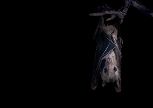 El murciélago es portador de rabia, una enfermedad mortal causada por un virus.