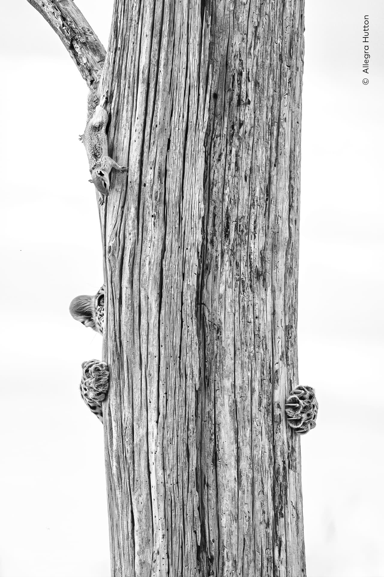 «En un árbol, sin ardilla», de la estadounidense Allegra Hutton se llevó la mención de honor en comportamiento de Mamíferos.
<br>
<br>Capturó a un joven leopardo perseguir a una ardilla por un árbol en el delta del Okavango, Botsuana. Allegra ya había visto al leopardo intentar —sin éxito— acechar a un conejo. 
<br>
<br>La ardilla también logró esquivar las torpes maniobras del leopardo y acabó subiendo a una altura inalcanzable para el felino. Para entonces, este apenas lograba mantenerse aferrado, viéndose obligado a realizar una aparatosa retirada marcha atrás.
<br>
<br>El mundo es un lugar peligroso para los jóvenes leopardos. Menos de la mitad de las crías sobreviven hasta alcanzar la independencia; muchas mueren a manos de leopardos machos o son presa de leones y otros depredadores.
<br>
<br>La fotografía fue tomada en el Delta del Okavango, en Botsuana.