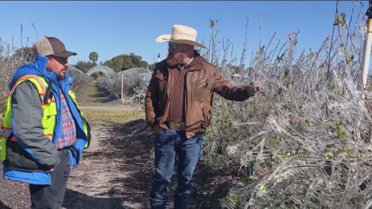 Heladas extremas ponen en riesgo fresas y blueberries en plantaciones de Florida