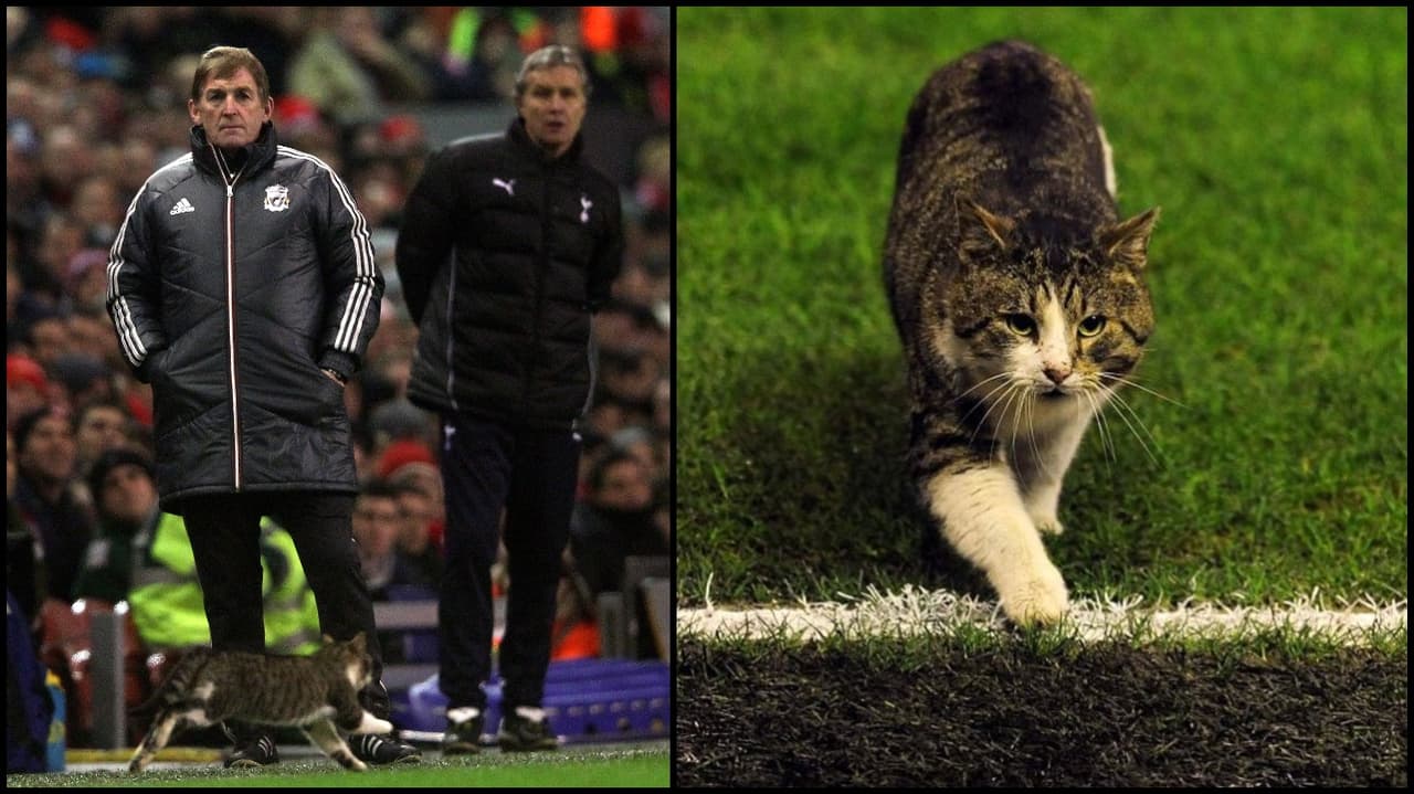 Un gato en la chancha del Anfield durante un partido contra el Liverpool y Tottenham.