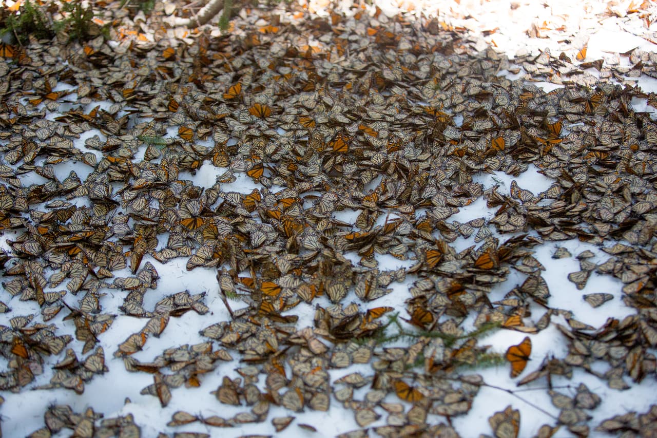 A blanket of butterflies covered the snow in some areas of the El Rosario sanctuary.
