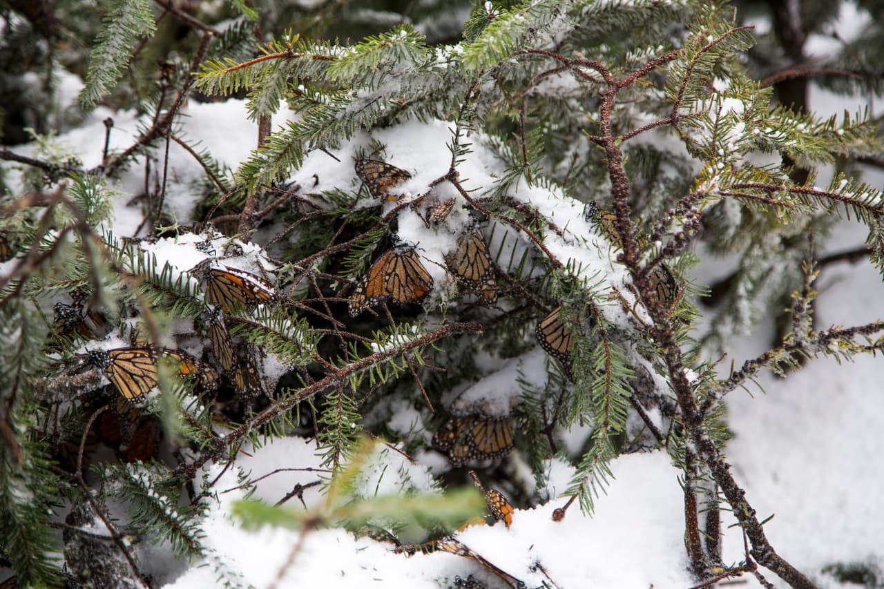 These butterflies can survive as long as they hang on to the trees. Danger comes when they fall to the ground.