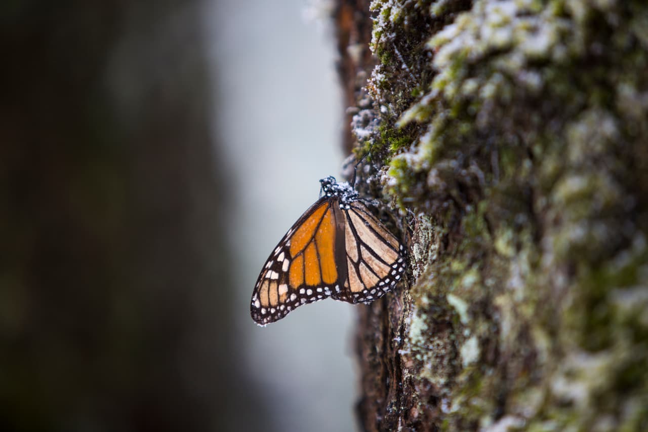 This butterfly performs one of the most outstanding migrations in nature.