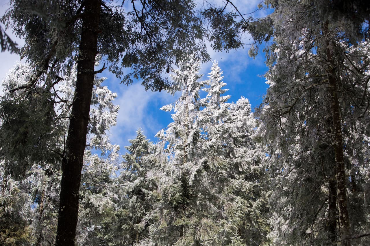 The storm toppled hundreds of trees in the area, also within the sanctuary.