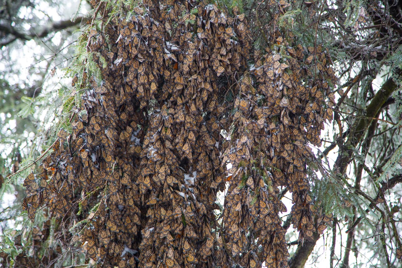 Almost all monarchs from North America are concentrated in these 9.9 acres in Mexico: that is what makes these storms so dangerous.
