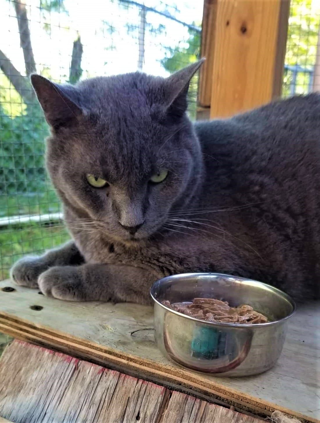 “Somos una organización sin fines de lucro dedicada al bienestar animal que no aplica la eutanasia; somos lo que se conoce en inglés como un ‘no kill shelter’, y necesitamos ayuda para poder costear nuestra labor de amor."