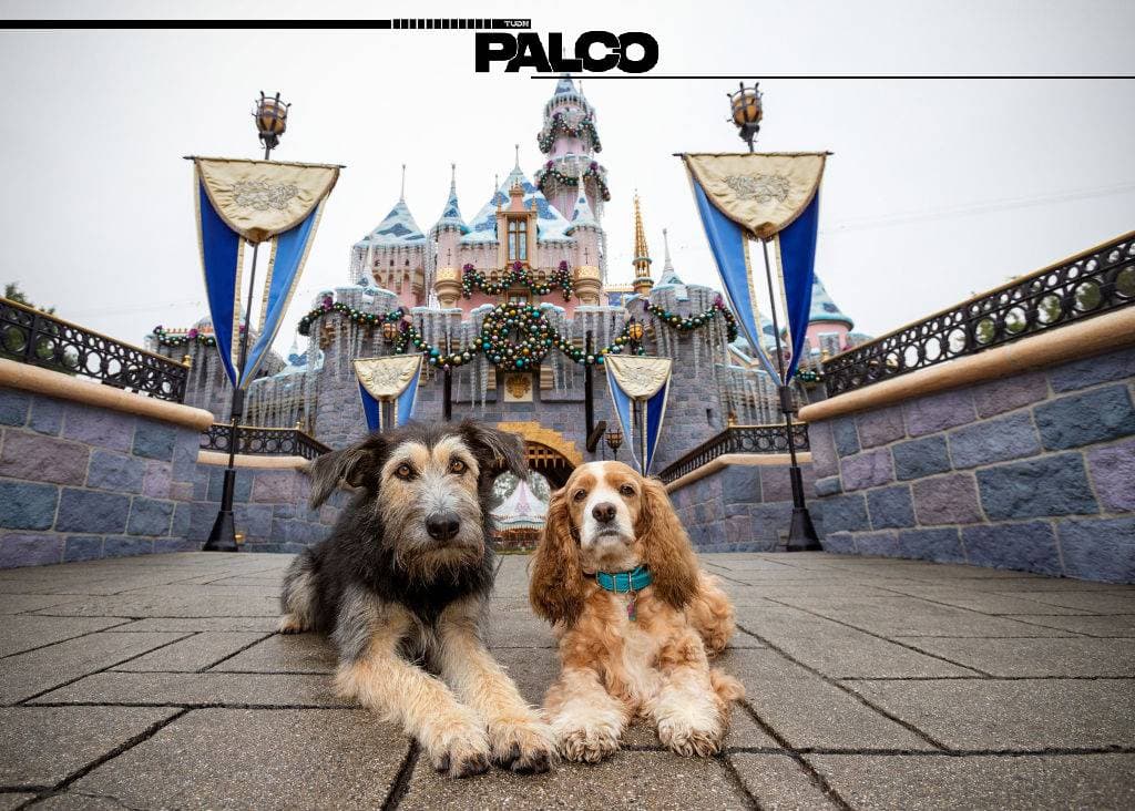 La dama y el vagabundo - Palco