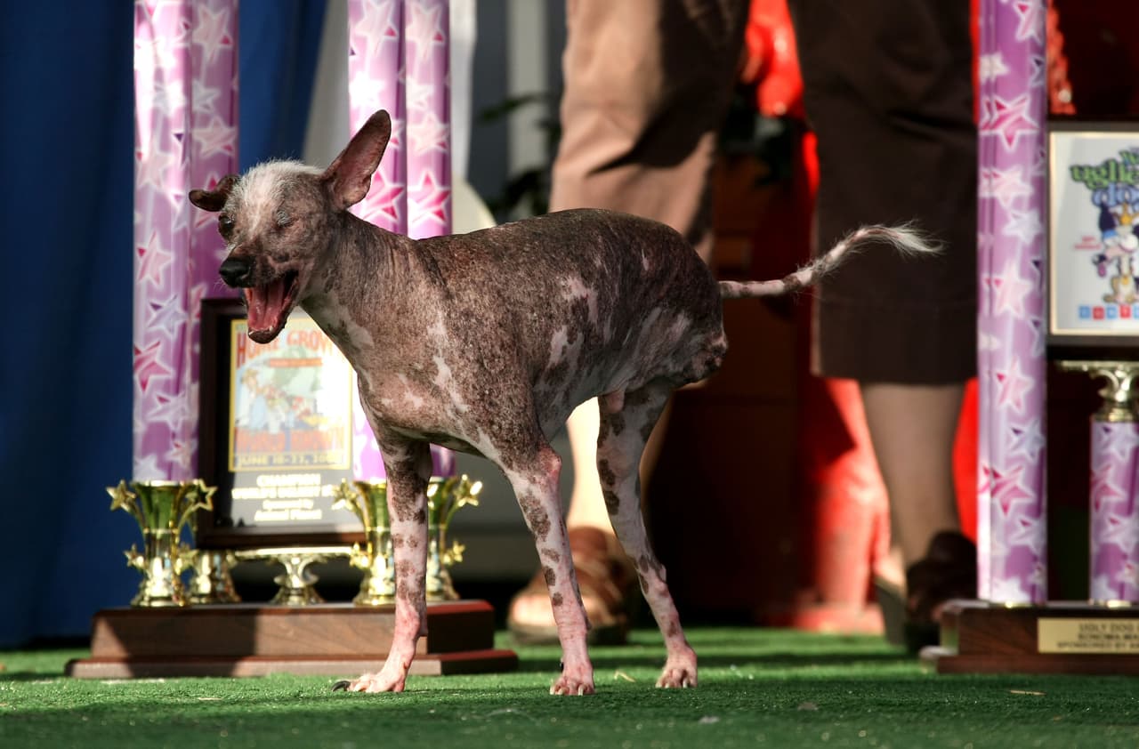 Gus, un perro tuerto de tres años, fue el rotundo ganador del certamen en 2008.