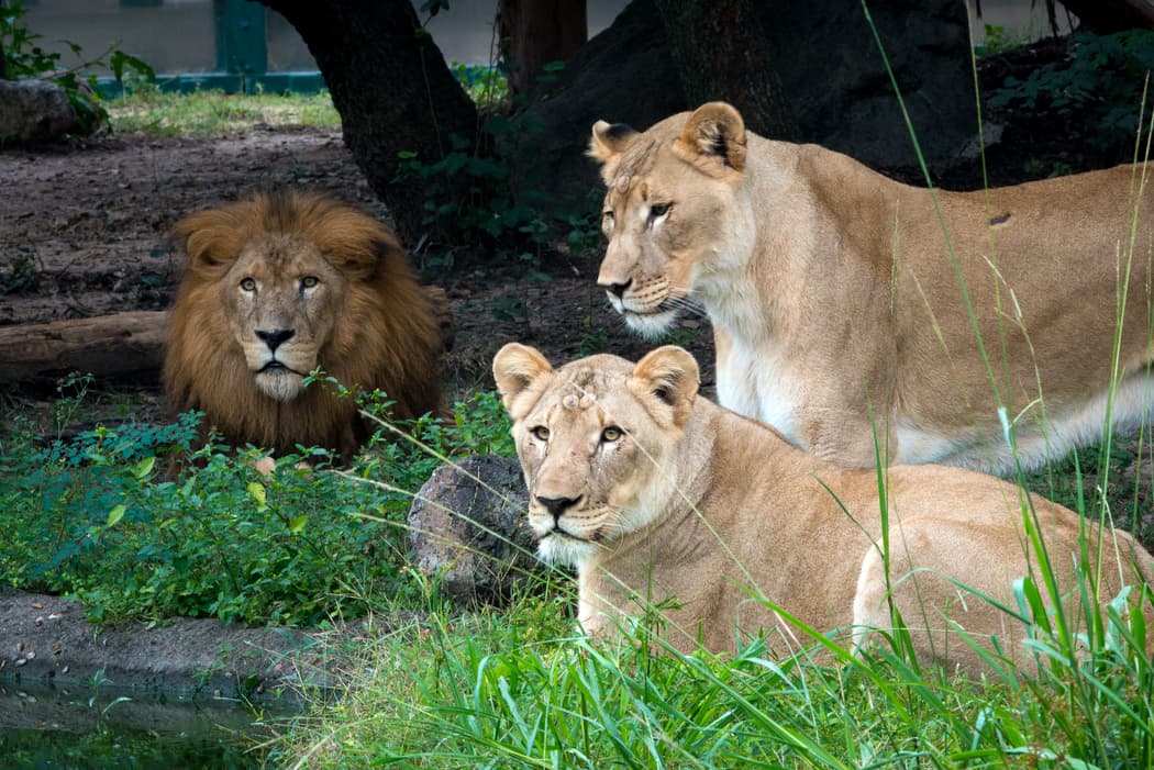 Jonathan fue traído al zoológico de Houston en 2006 y vivió la mayor parte de su vida allí. El león había sido rescatado de un dueño particular cuando tenía pocos años de edad.