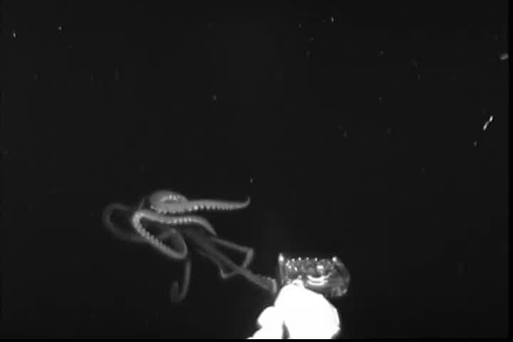 Captan en video a calamar gigante por primera vez en Estados Unidos 