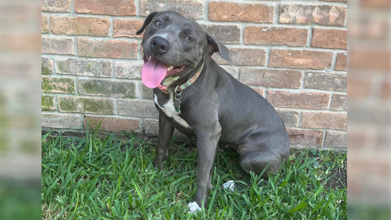 Cada adopción incluye un código de descuento para 
<b>una semana gratuita de adiestramiento individual </b>a través de la aplicación GoodPup y un 25% de descuento en sus servicios. Además, se proporciona un vale para 
<b>un examen veterinario gratuito</b> en un centro de VCA Animal Hospitals. Pepper es adorable y un poco tímida, tiene un año y necesita a alguien que le permita volver a confiar. ID: A1183670.