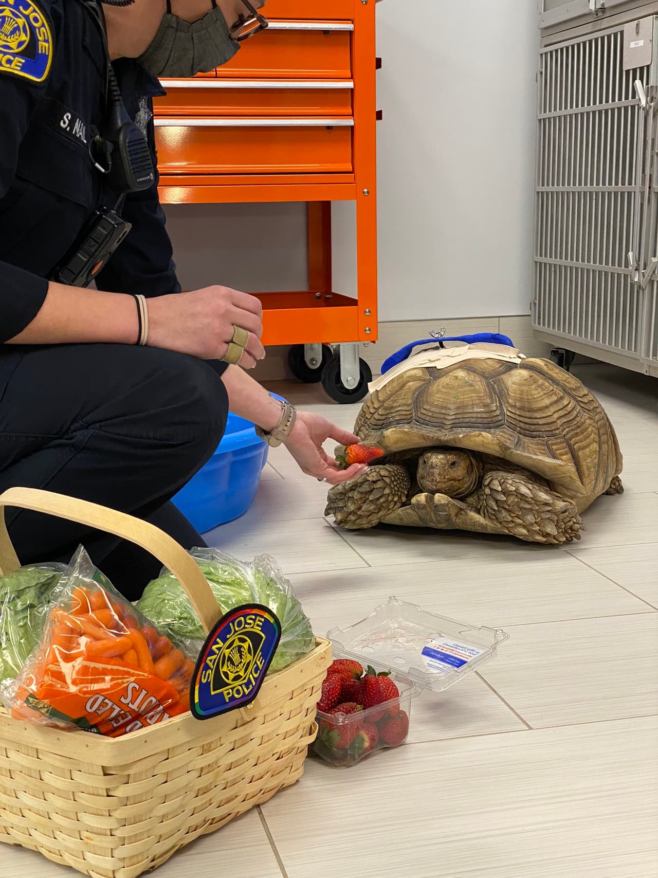 Los mensajes de apoyo para la tortuga llevaron a oficiales de la Policía a visitarla en el hospital de animales. "Tiene un gran apetito" y su comida favorita son las fresas, escribió el Departamento a través de la red social Twitter.