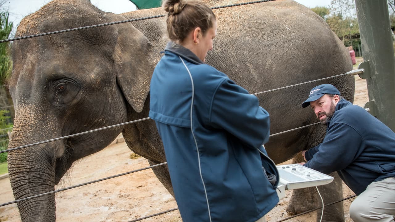 El Zoológico de Houston asegura que durante todo este tiempo y el que queda para el parto, veterinarios y cuidadores estarán monitoreando la salud de Shanti.