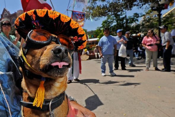 Y no les ha sido exclusivo; hay incluso estadounidenses que se unen a la celebración pintoresca del Cinco de Mayo.