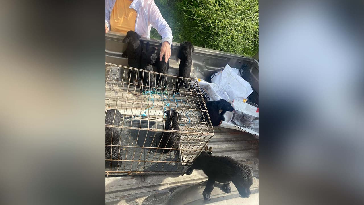 Se les aplicaron las vacunas y se apartaron de los demás animales para asegurarse de que no tenían alguna enfermedad contagiosa.