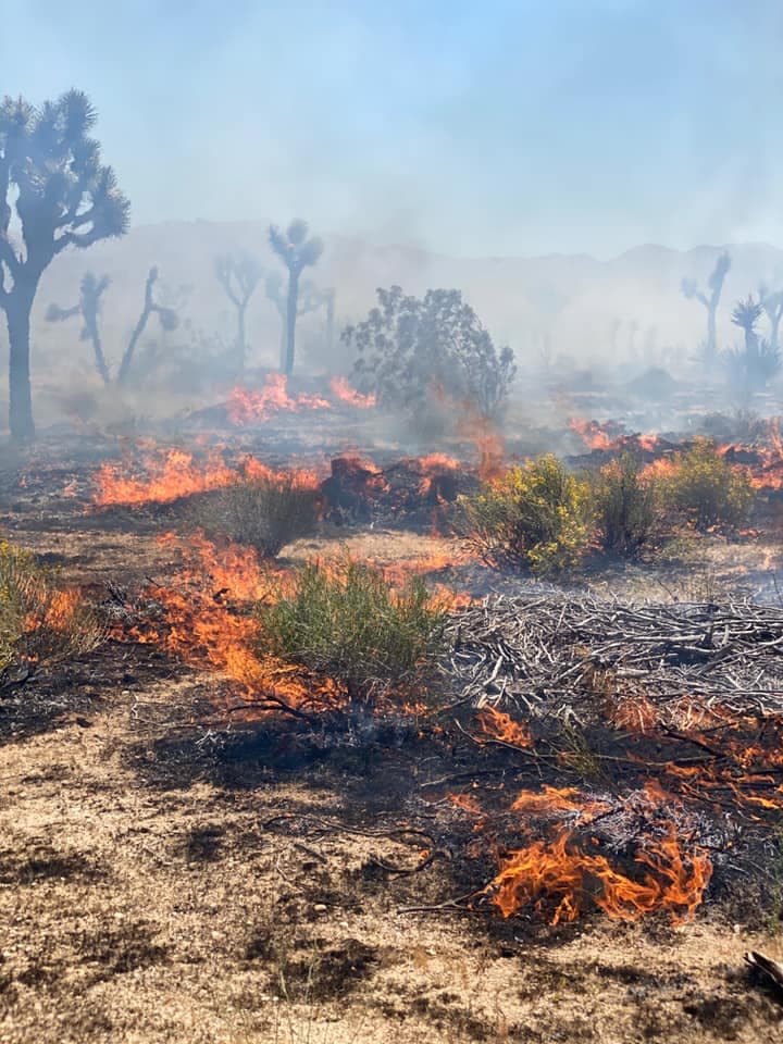 Un
<b>individuo de 43 años fue arrestado tras reportes de testigos sobre "un hombre adulto que salió del área donde comenzó el incendio"</b>.