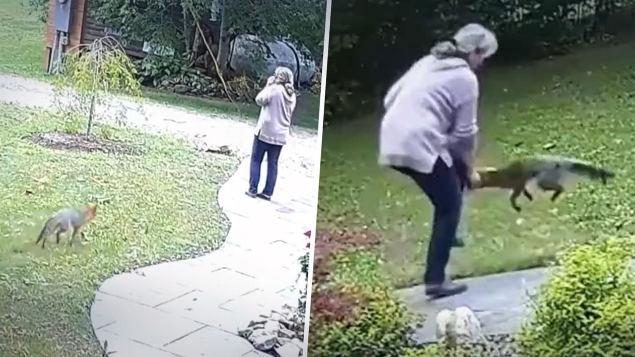 En video: Un zorro con rabia ataca a una mujer en su jardín en Nueva York