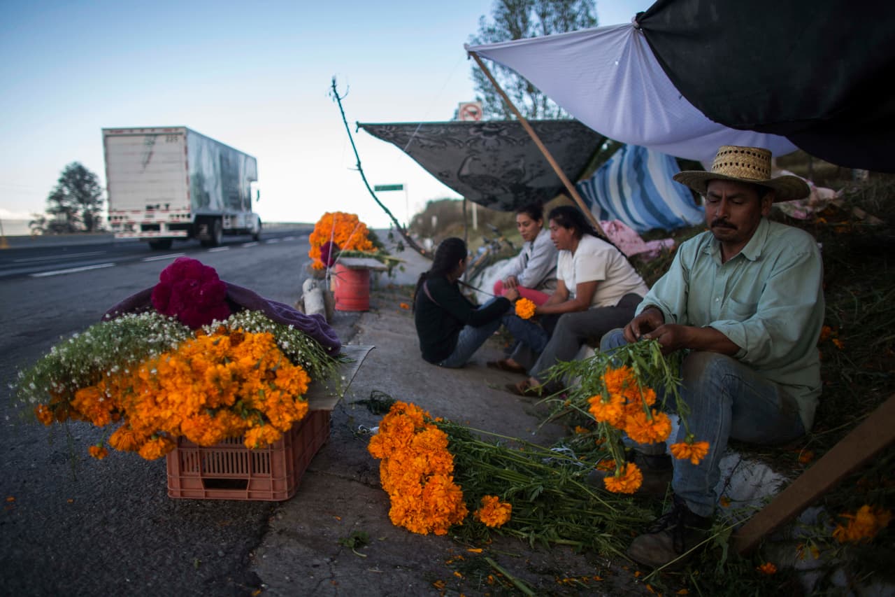 Aunque el cempasúchil no es exclusivo de México. También se da y es conocido en lugares de Latinoamérica como Belice, Bolivia, Colombia, Costa Rica, Cuba, Ecuador, El Salvador, Guatemala, Guyana, Honduras, Jamaica, Panamá, Puerto Rico y Venezuela.