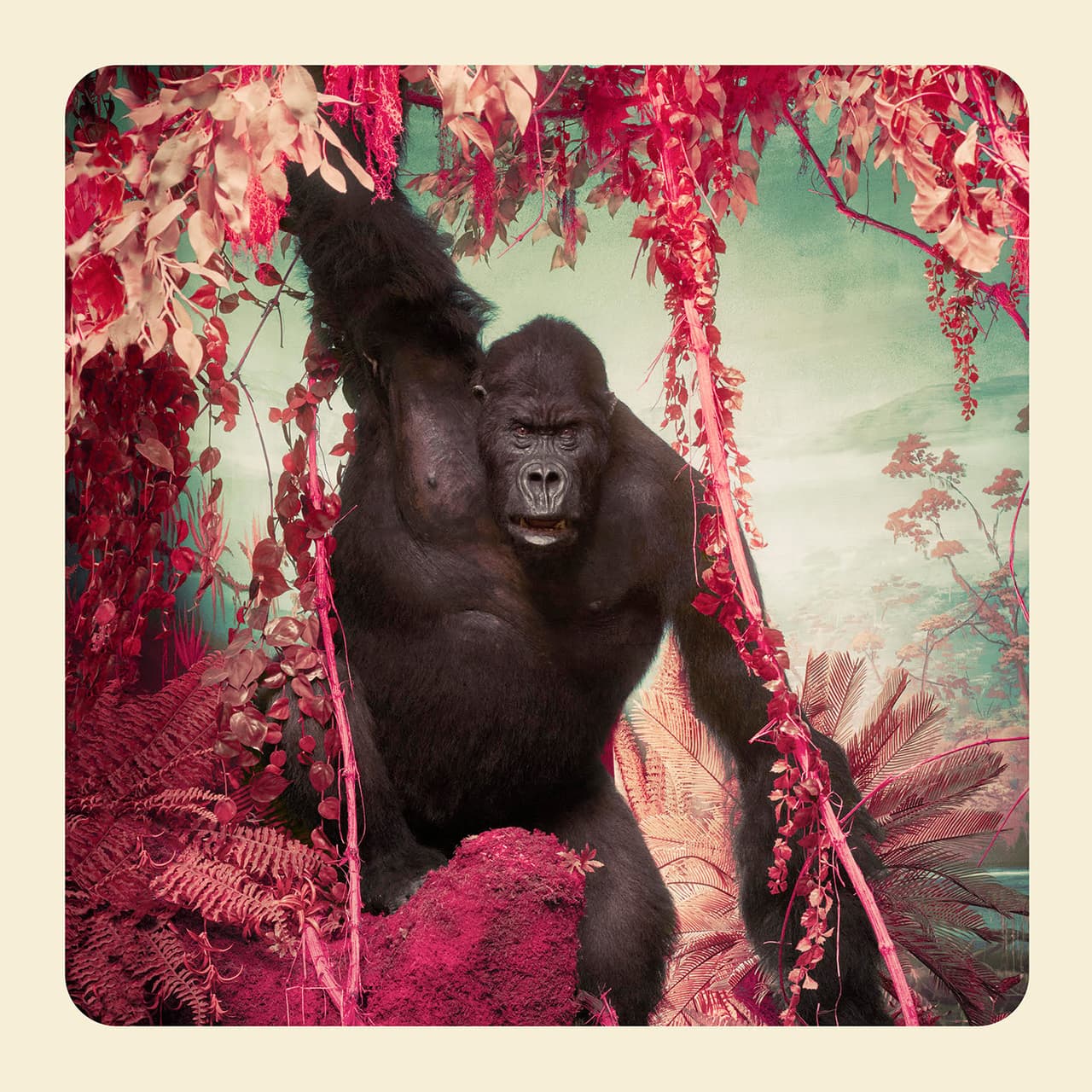 <b>‘El gorila’</b>
<br>
<br>Parte de uno de los proyectos del artista, explorador y científico
<a href="https://vitalimpacts.org/collections/jim-naughten"><u>Jim Naughten</u></a>. El autor crea imágenes con el estilo de las fotos estereoscópicas, una técnica que se hizo popular a finales del siglo XIX, y también se inspira en los dioramas, como son representados algunos animales en los museos de historia natural.
<br>
<br>La iniciativa
<i>Vital Impacts</i> brinda asistencia financiera y “amplifica el impacto de las organizaciones comunitarias dedicadas a proteger y preservar los hábitats humanos y de vida silvestre”, según se lee en el portal. Muchos de estos grupos ofrecen capacitación laboral y empleo esencial en regiones remotas.