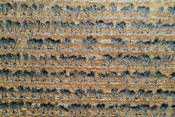 En el valle central de California, debieron reemplazar la cosecha de árboles de almendras en aproximadamente, 600 acres de terreno. El motivo, la poca agua en la región, obligó al agricultor a reemplazar por cultivos que necesiten menos agua a mediados de 2021.
<br>
<br>
<br>