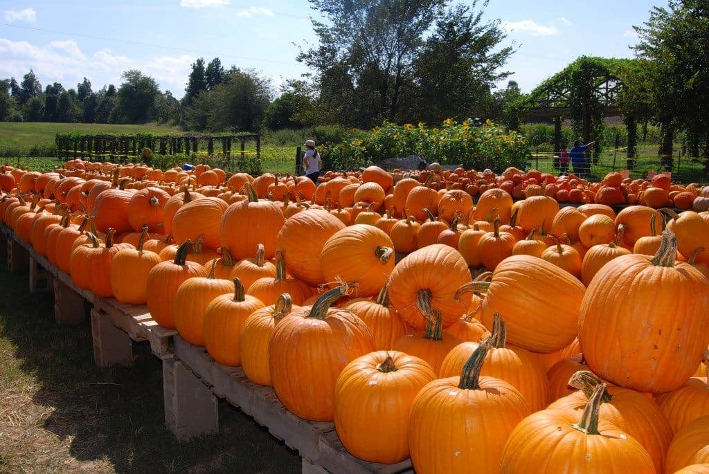 <b><a href=" http://www.pumpkinhollow.com/">Pumpkin Hollow</a></b>
<br>Durante el día esta es otra tranquila granja para cosechar calabazas. Para las celebraciones de Halloween esta granja se convierte en 'Horror in the Hallow', una atracción vestida con persecusiones de zombies y una casa acondicionada para producir terror.