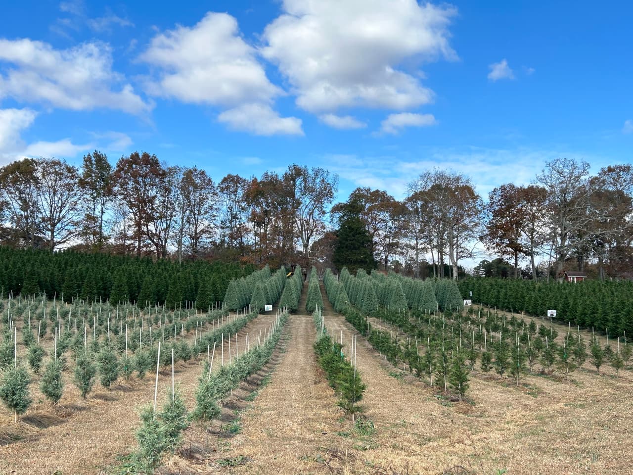 <b>Kinsey Family Farm (Hasta el 10 de diciembre)</b>
<br>
<b>Dirección</b>: 7170 Jot Em Down Road. Gainesville, GA
<br>
<b>Teléfono</b>: 770-887-6028
<br>
<b>Sitio web</b>: 
<a href="https://www.kinseyfamilyfarm.com/christmas/">https://www.kinseyfamilyfarm.com/christmas/</a> 
<br>
<b><a href="https://maps.app.goo.gl/UEFqsQ9V98bdbAHt7">Cómo llegar</a></b>
<br>
<br>Durante la temporada navideña, la granja ofrece árboles de Navidad previamente cortados y te da la oportunidad de cortarlos los propios, así como actividades que incluyen chocolate caliente, asado de malvaviscos, música navideña, paseos en carretas y más.