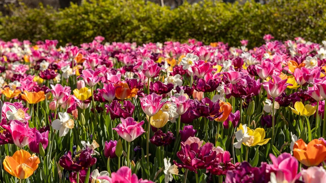 Spring break en el norte de Texas: 10 planes gratis o baratos para disfrutar en familia