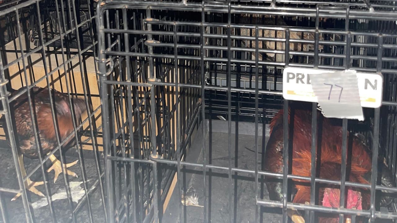 Se incautaron más de $20,000 en efectivos y varios vehículos durante el operativo en el área de Cleveland. Siete personas fueron arrestadas.