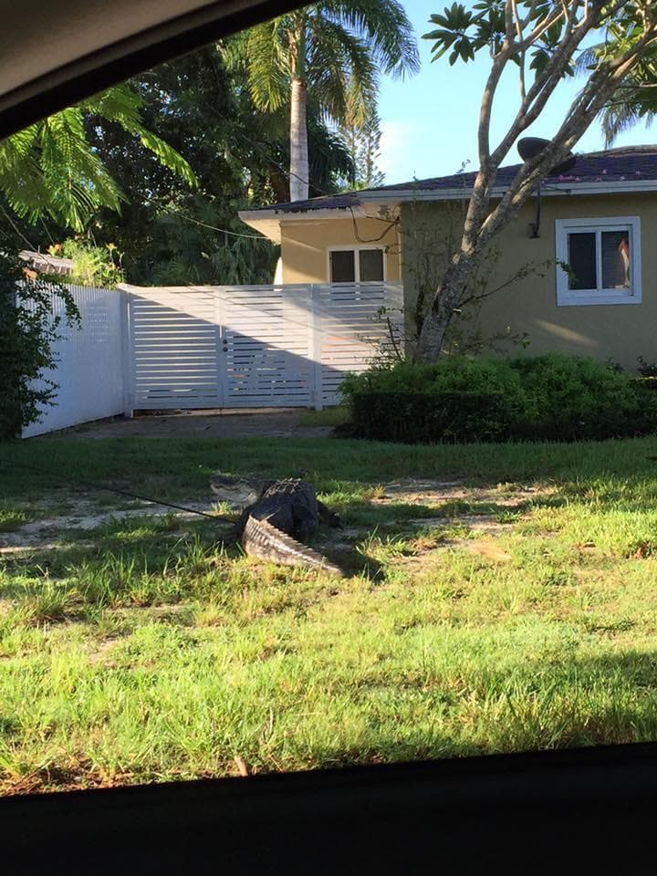 “Es muy peligroso, alguien deja a los niños sin verlos y puede ocurrir una tragedia como la de Disneyworld el año pasado”, comentó Michael Sloan, vecino de la zona. El hombre también dijo que por el área, con muchos canales, se ven cocodrilos con cierta frecuencia, pero nunca uno tan grande, ni tan cerca de los residentes.
