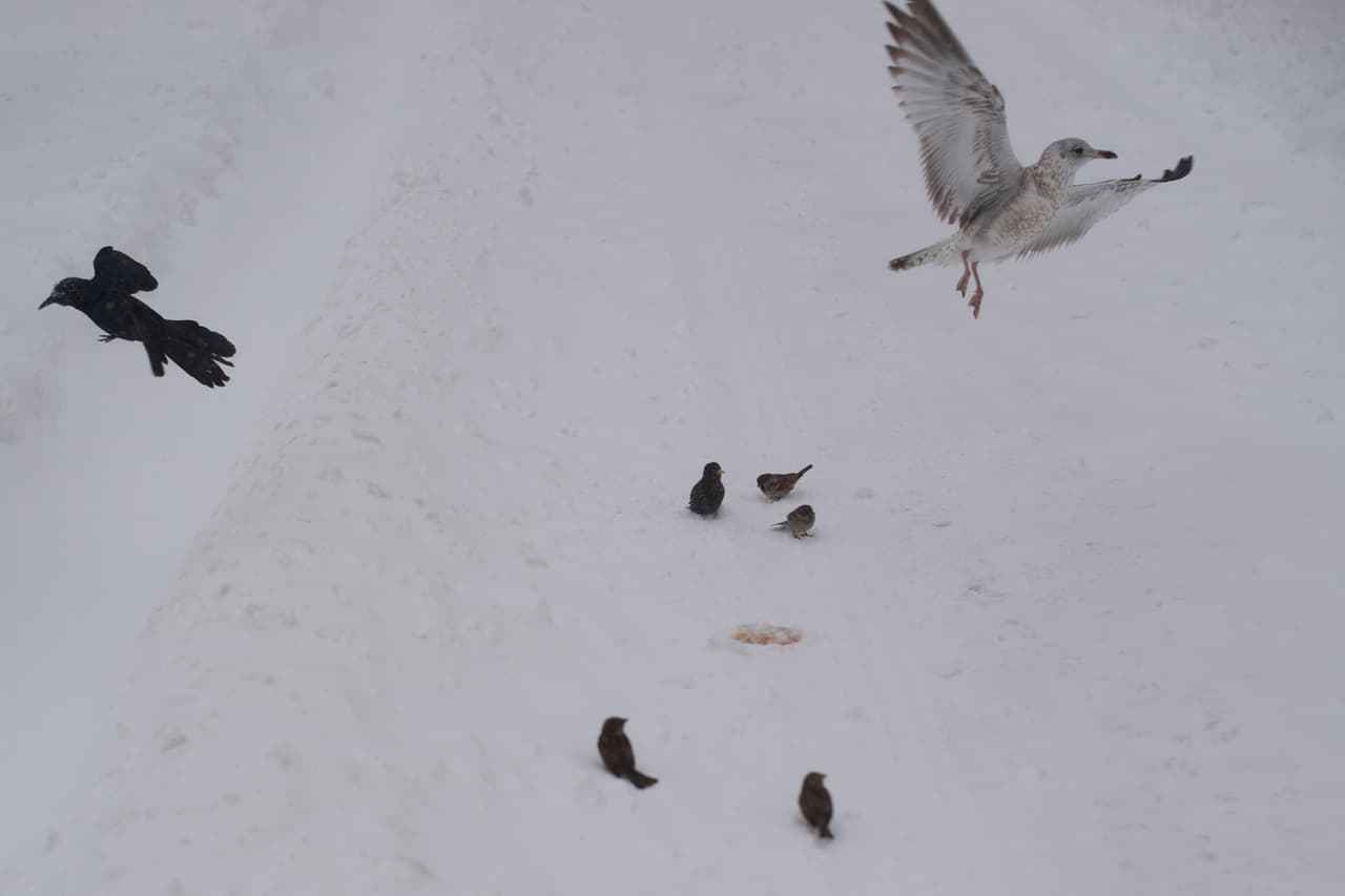 Como la tierra está saturada de agua, ese líquido subterráneo se congela y empieza a expandirse haciendo que la tierra y las rocas choquen lo que produce movimientos y sonidos como si estuviera ocurriendo un verdadero temblor.
<br>