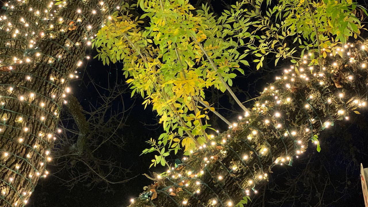 Las luces navideñas de la Universidad St Thomas de Houston las puedes encontrar en Branard Street entre Yoakum Blvd y Alabama.