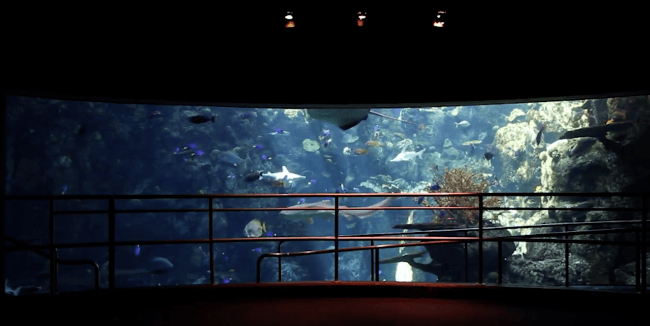El Aquarium of The Pacific cerró durante 2020 debido al coronavirus y gracias a las aperturas en el estado, ahora abre sus puertas con una apuesta que presenta las amenazas de uno de los recursos naturales clave para el ecosistema marino, los arrecifes de corales.