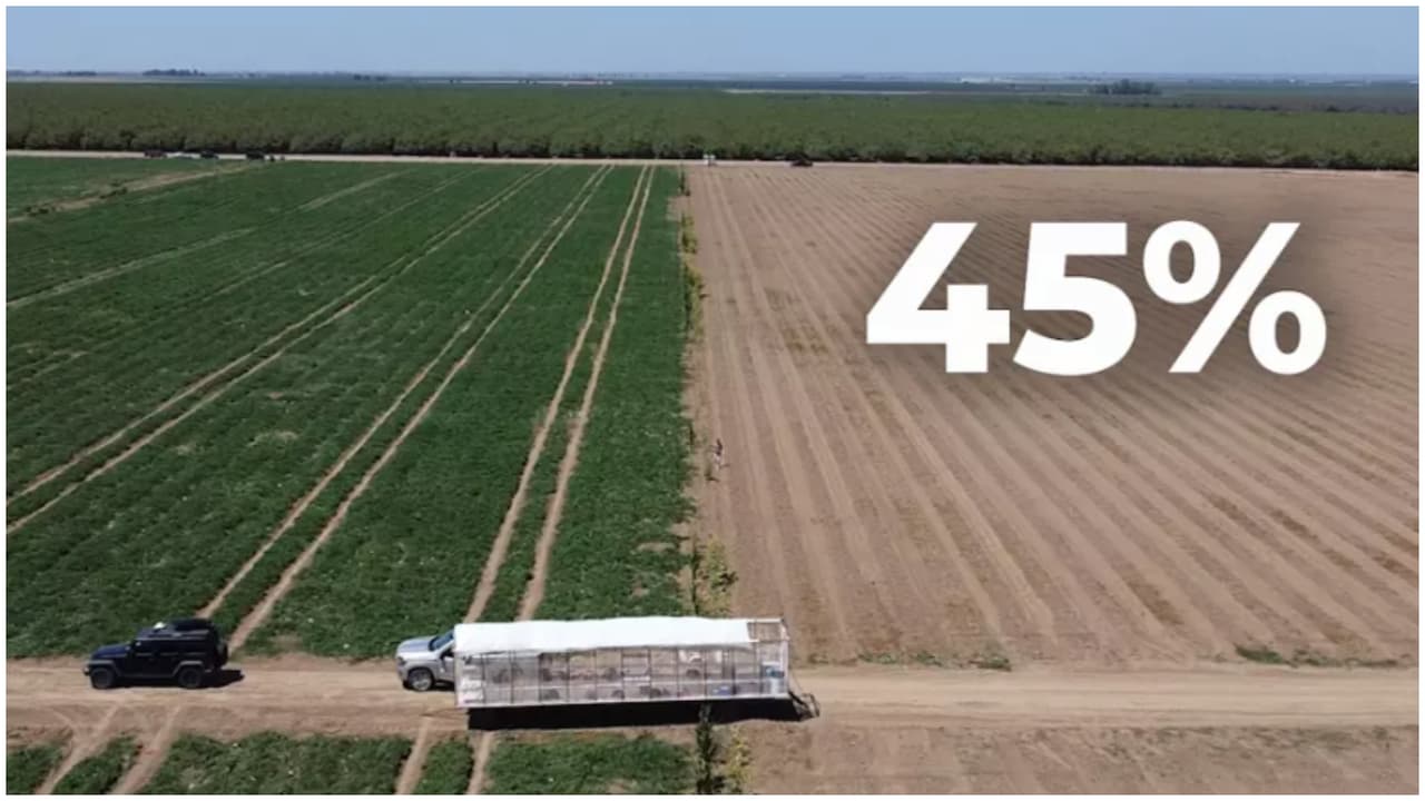 "El año más difícil que hemos vivido": agricultores temen perder sus cosechas por la peor sequía en California