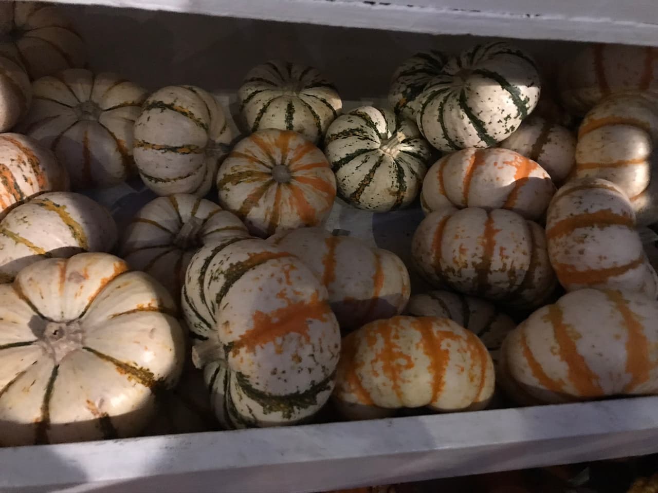 Estas son las calabazas miniaturas, llamadas 'mini tigger pumkin'.