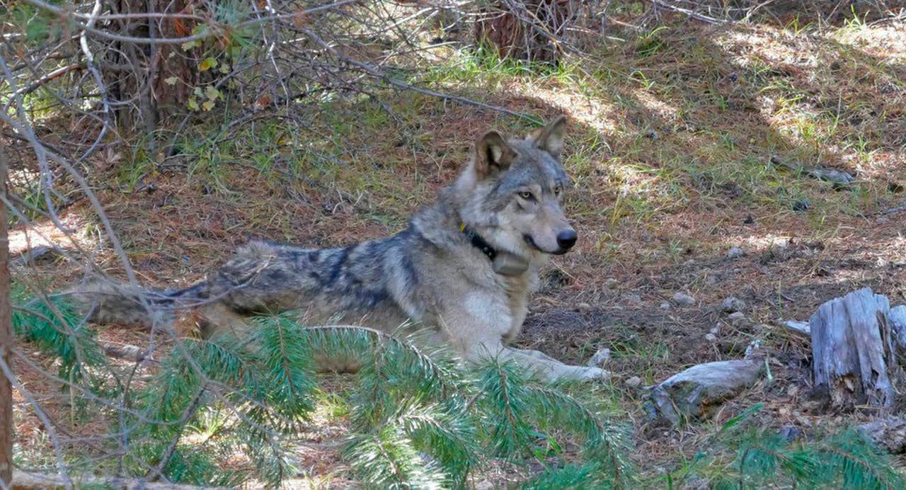 Una loba gris que viajó 8,700 millas en busca de una pareja fue encontrada muerta en el norte de California