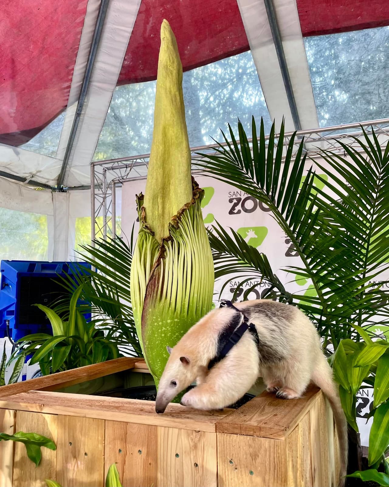 La flacidez del espádice indica que la floración no fue completamente exitosa. No obstante, sigue viva y puede volver a florecer en la próxima década, dijeron funcionarios del zoológico.