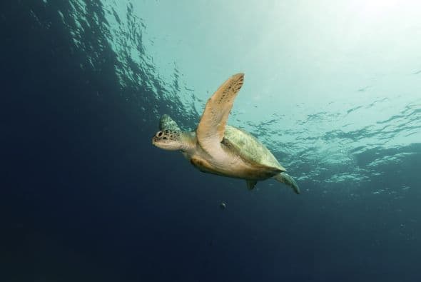 Soñar con animales acuáticos, sin son mamíferos como los delfines y ballenas son de muy buen augurio, los peces denotan cuidar el dinero.