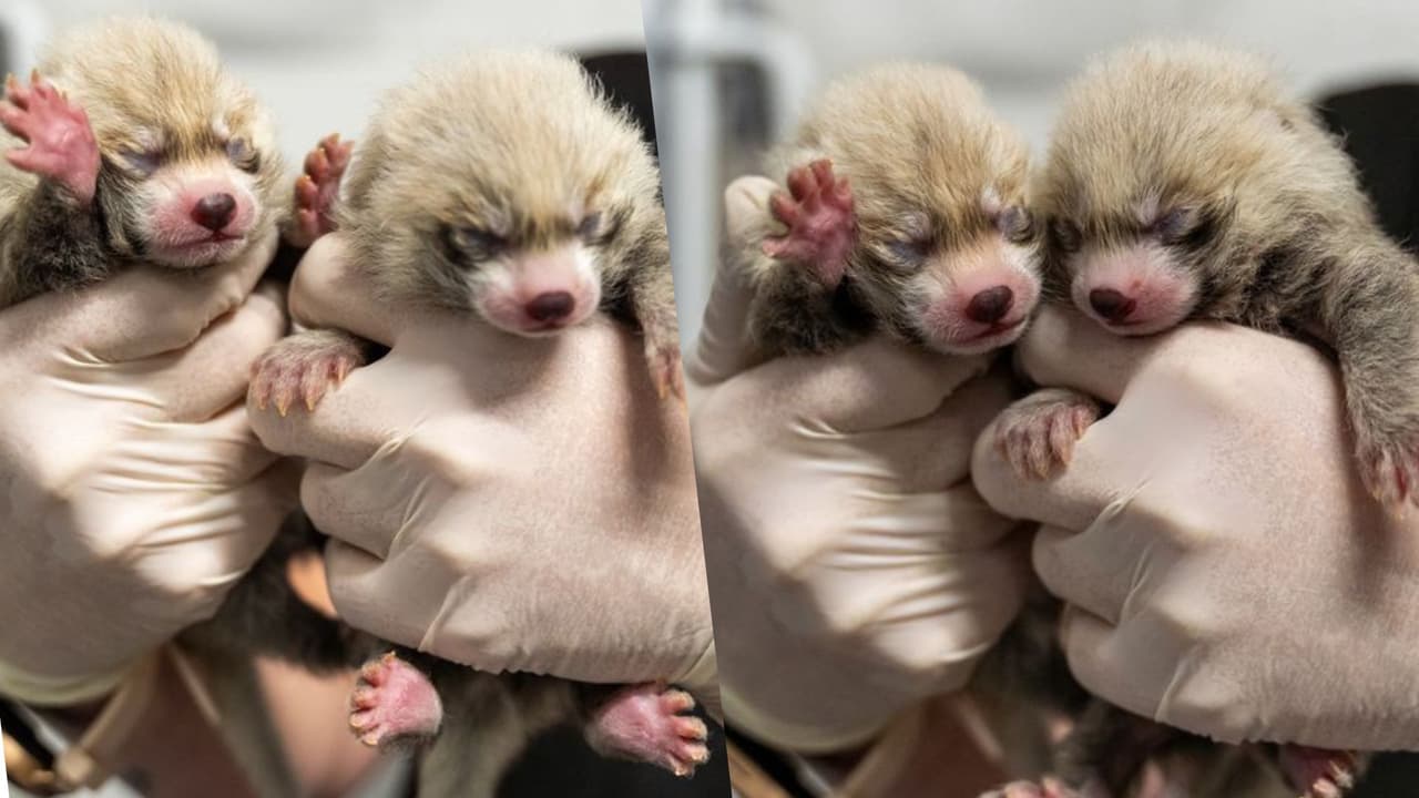 Nacen gemelos de panda rojo en el Centro de Ciencias de Greensboro  