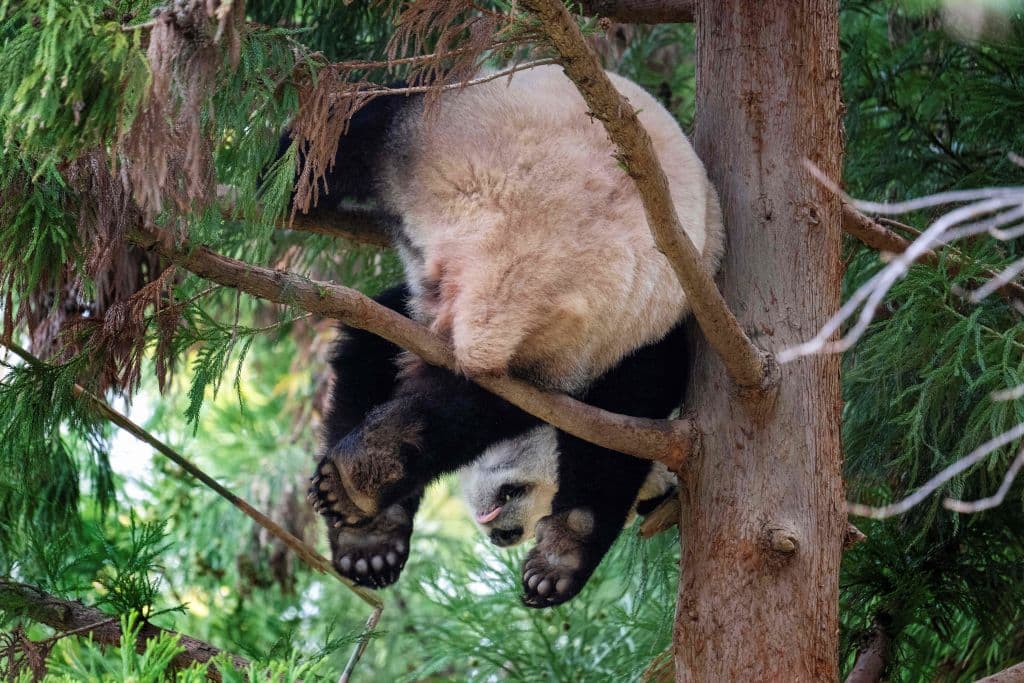 Además, han sido padres exitosos, habiendo criado a cuatro cachorros supervivientes durante su estancia en el zoológico.