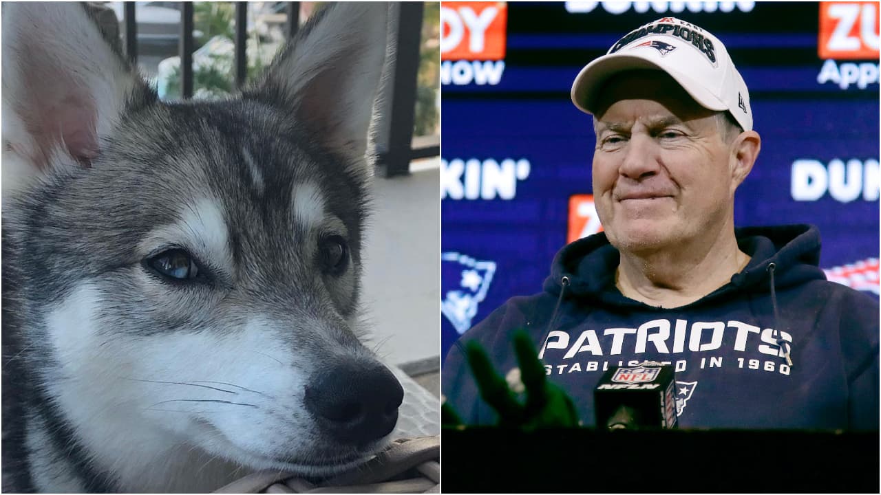 Bill Belichick hizo de las suyas en el Draft 2020 de la NFL cuando mostró al mundo del futbol americano que su perro es uno de sus fieles confidentes. Ésta es la historia de Nike, el perro del head coach de los Patriots.