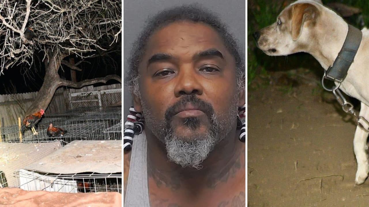 Perros desnutridos y 60 gallos vivían en condiciones indignas; arrestan a hombre en San Antonio
