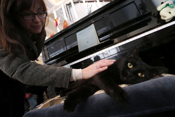 Sin duda MiaGola es una gran idea para los amantes de los gatos, los que gozan de acariciar por horas a estos peludos animales, y darles amor, ahora lo podrán hacer mientras toman un 'capuchino' y leen un libro.