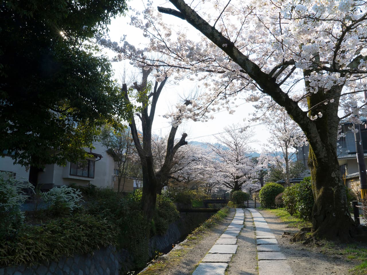 <b>Tetsugaku No Michi (Kyoto, Japón)</b>
<br>
<br>La espectacular calle Tetsugaku No Michi mide 1.2 millas de largo, está rodeada de cerezos, corre paralela a un canal y pasa por el templo Ginkaku-ji, declarado Patrimonio de la Humanidad por la UNESCO. La mejor época para visitar la calle es abril, cuando los árboles están en plena floración.
<br>