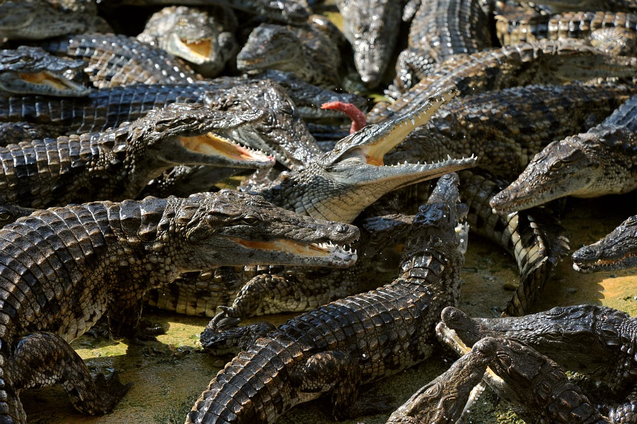 Los cocodrilos andan con la boca abierta y créanme, no es porque se encuentren continuamente sorprendidos. Su cuerpo se mantiene frío cuando están en el agua. Cuando descansan fuera del agua entonces el sol hace que su temperatura corporal aumente excesivamente. Para evitarlo abren la boca y así aumentan la transpiración.