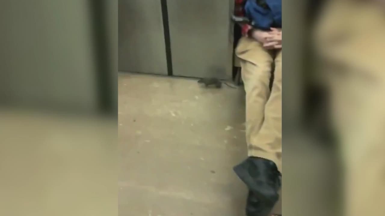 Gritos, carreras y pies en alto, el caos que causó una rata en el metro de Nueva York